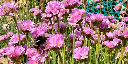 Take Action for Wildlife: Make a bee home
