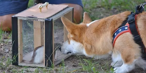 Intro to Barn Hunt $30/dog