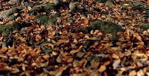 Photo walk in nature with Jaskirt Dhaliwal-Boora