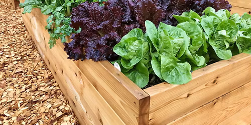 FREE: Planting Greens for a Fall Harvest in your Vegetable Garden