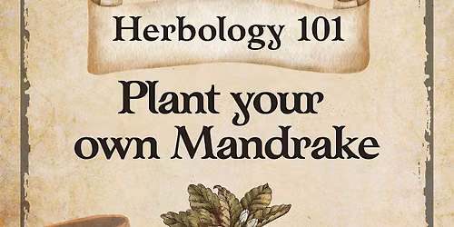 Plant your own Mandrake at Wizarding Weekend