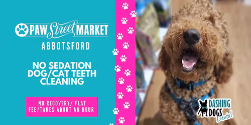 Pet Teeth Cleaning - Abbotsford