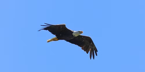 Wings over West Skyline