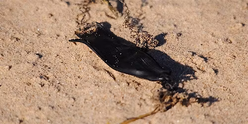 Searching for sharks (Family event) NWT Holme Dunes