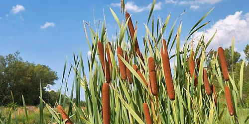Forage Cattail Abundance