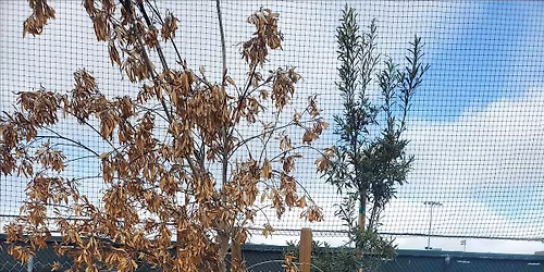 West Oakland Tree Planting - Raimondi Park (Saturday November 29th)