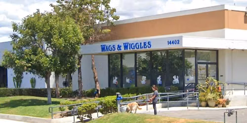 Tustin - Dog dental cleaning