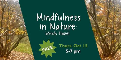 Mindfulness in Nature: Witch Hazel