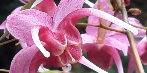 The Generous Gardener Plant Fair