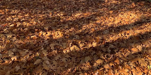 Chesterfield Four Seasons trail clearing