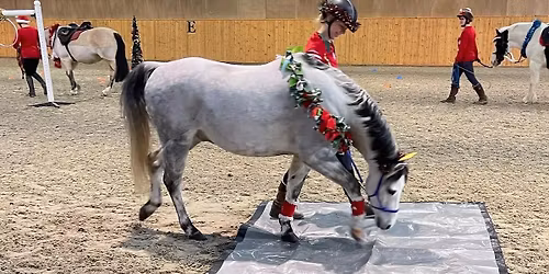 Festive Fun Obstacle Clinic & Competition OPEN TO ALL