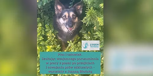 Pozna\u0144 - Warsztaty z Joann\u0105 B\u0142o\u0144sk\u0105 o pracy z psami po przej\u015bciach i oswajaniu ps\u00f3w zdzicza\u0142ych