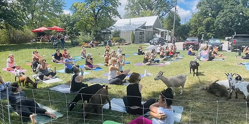 Goat Yoga at Pierpont General Store-  Columbia, MO