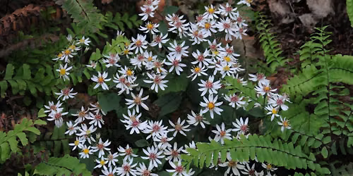 Shady Superstars: Native Plants that Shine in the Shade!
