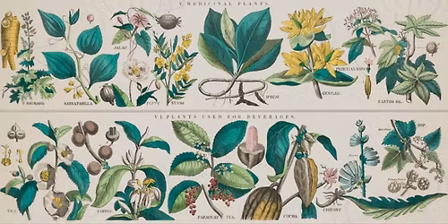 It's a family affair with Jane Allison from Mayfields Plants