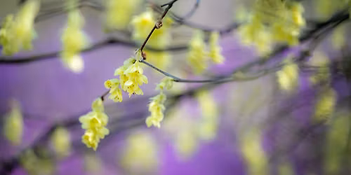 Director\u2019s Garden & Estate Walk: Winterhazels and Early Rhododendrons