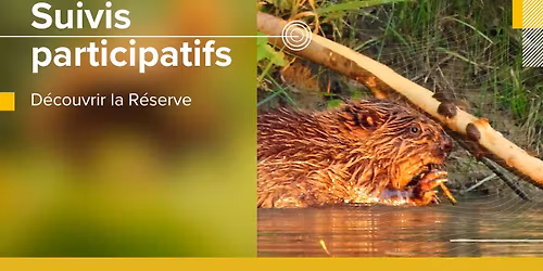 Comptage des populations de castors