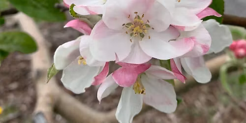 Annual Apple Blossom Festival