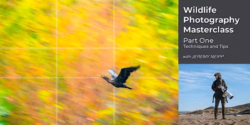 Wildlife Photography Masterclass - Part One - Techniques and Tips