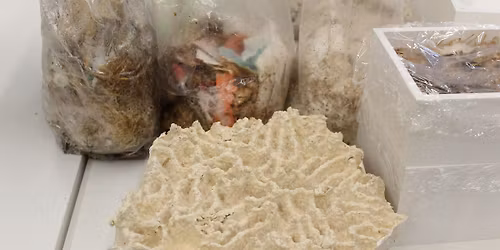 Mycelium Masterclass: Fabricating with Fungi