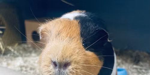 \u00c5pen g\u00e5rd p\u00e5 Stend 