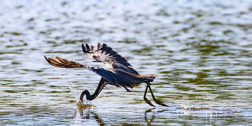 Feathered Friends: Birding Basics