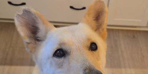 Dogs Adoptions at Woof Gang!!