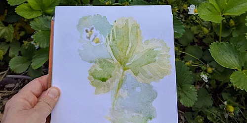 Plant on Paper: Botanical Illustration for All Levels