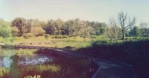 50+ Walking Series with AARP: Wetland Wonders at Wingfield Pines