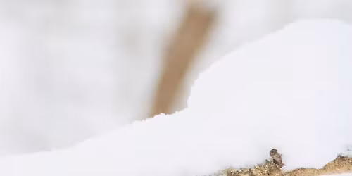 Bird Count and Bingo