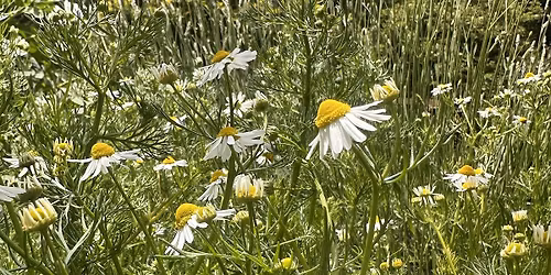 The Magic of Healing Herbs - Summer to Fall Garden Circles