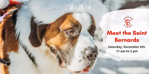 \ud83d\udc3e Meet the Saint Bernards! \ud83d\udc3e