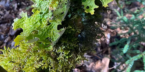 Arboretum Lichens
