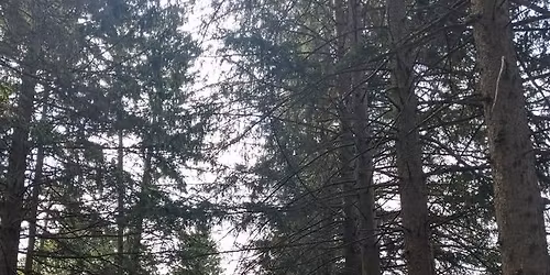 Mindfulness Walk and Yoga With Trees