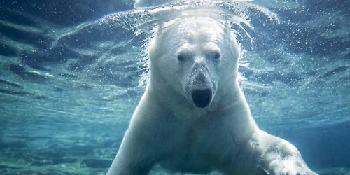 Polar Bear Breakfast