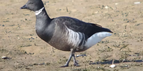 Birds of Secret Water Walking Tour