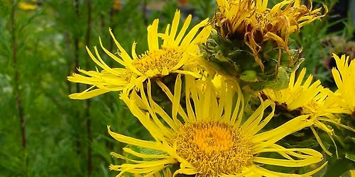 Medicinal Garden Consultation