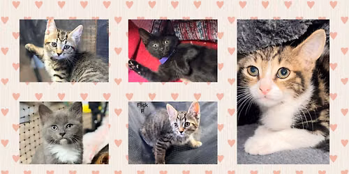 Adoption Day - PetO JOONDALUP