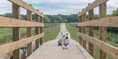 Wessex Westie Walking Group - Upton Country Park Event