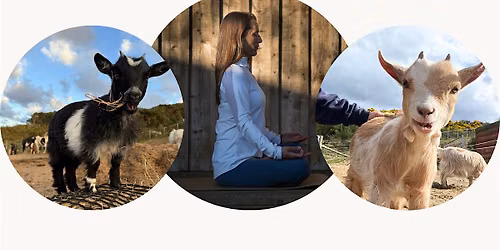 Goats & Yoga