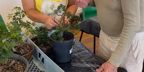 Geelong Bonsai Club Social Day Workshop