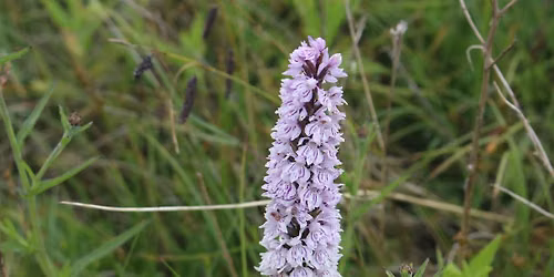 Free Guided Wildflower Walk at Fulwell Quarry