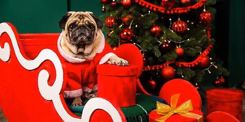 Noël des chiens - réservé aux élèves de l'école