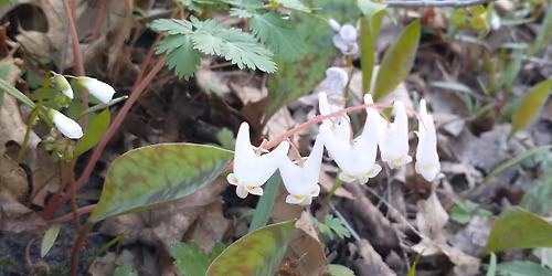 Spring Ephemeral Tour Kaplans Woods, Owatonna