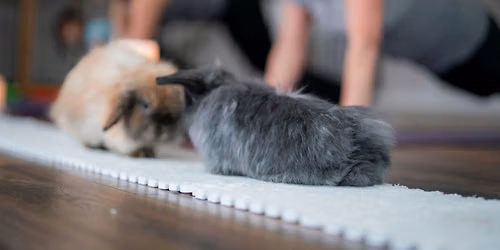 Summer Evening Power Yoga with Bunnies