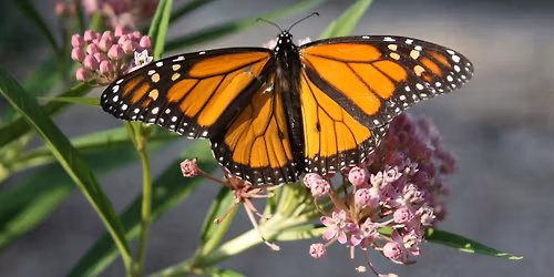 Attracting Butterflies to Your Garden