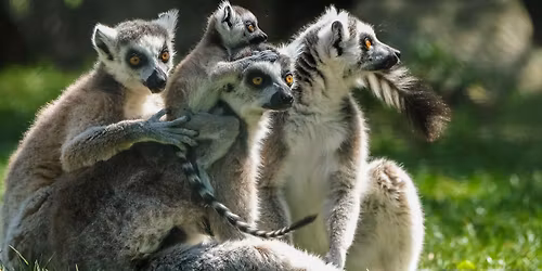 Cadbury World & Westmidlands Safari Park