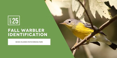 Fall Warbler Identification