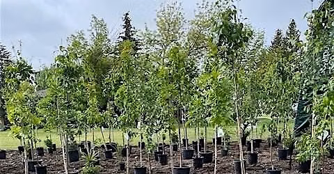 Marlborough Volunteer Tree Planting