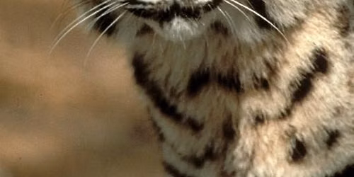 October Club Meeting: How Wildlife Survives in Our Cities
